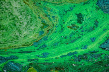 Parkın yakınındaki bir gölde çiçek açan su ve ekolojik bir felaket.