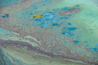 Parkın yakınındaki bir gölde çiçek açan su ve ekolojik bir felaket.