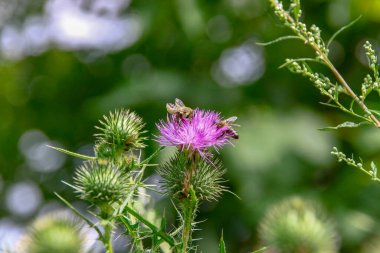 Arka planda mor dulavrat çiçeği