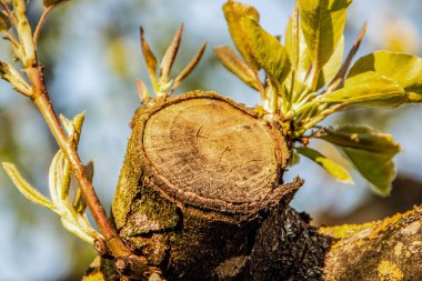Baharda bahçede güzel yeşil bitkiler