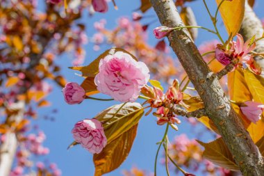 Japon sakura ağacının pembe rengi