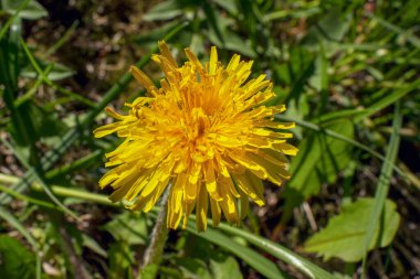 Bahçedeki güzel sarı karahindiba çiçeği