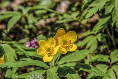 Çimenlerdeki küçük sarı çiçekler