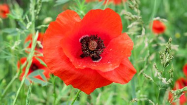 Yol kenarında güzel yabani gelincik çiçeği