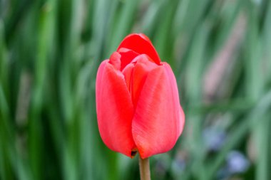 yeşil çim bir arka plan üzerinde kırmızı lale