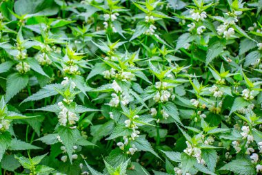 Parkta baharın yeşil yaprakları