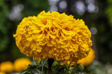 Bahçede güzel çiçekler açıyor.