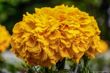 Bahçede yetişen güzel sarı çiçek