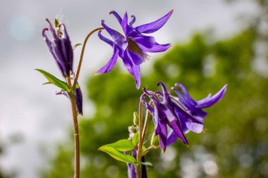 Bahçede büyüyen güzel mor çiçek
