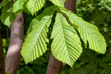Baharda bahçede güzel yeşil bitkiler