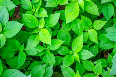 Parkta baharın yeşil yaprakları