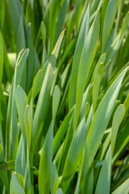 Ormanda yeşil, doymuş yapraklar.