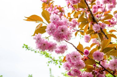 Bahçedeki bir ağaçta Japon kirazının pembe çiçekleri.