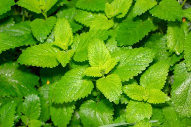 Baharda bahçede yeşil çimenler