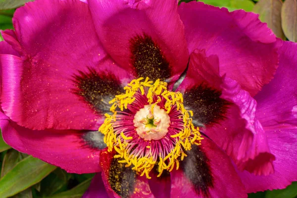 Bahar bahçesinde güzel kırmızı şakayıklar