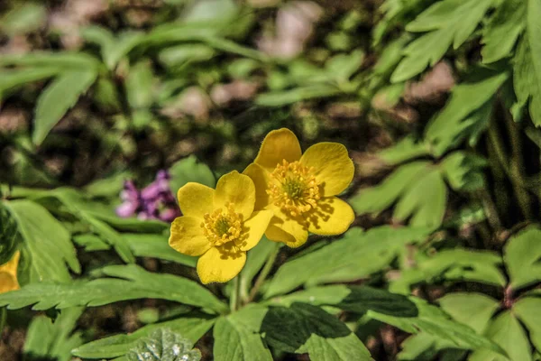 Çimenlerdeki küçük sarı çiçekler