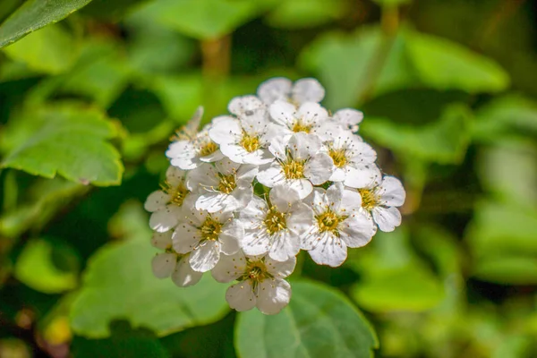 Красивый Цветок Цветет Саду — стоковое фото