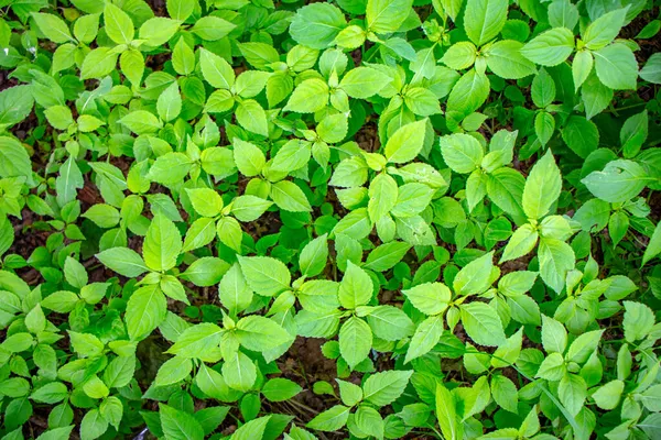 Zielone Liście Wiosennych Roślin Parku — Zdjęcie stockowe