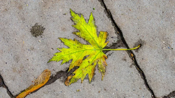 Feuille Érable Jaune Sol Après Pluie — Photo