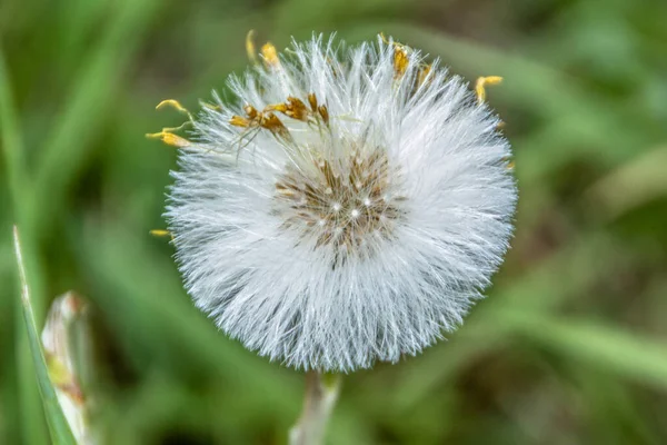 White Dandelion Color Background Grass — Stock Photo, Image