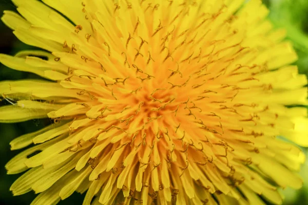 花园里美丽的黄色蒲公英 — 图库照片