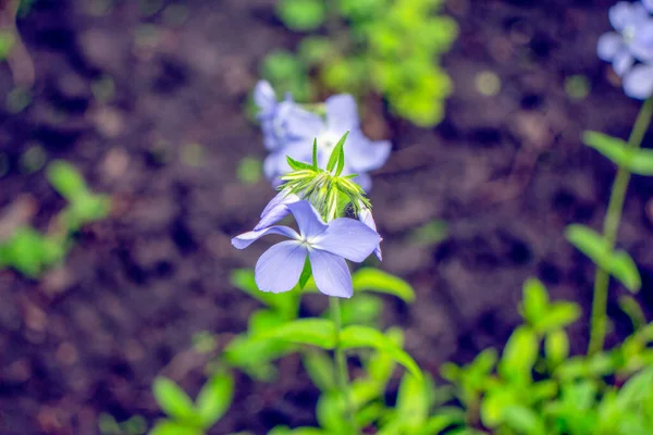 Маленька Світло Блакитна Квітка Саду — стокове фото
