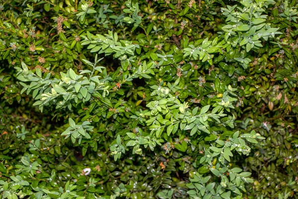 Green Leaves Boxwood Bush Rain — Stock Photo, Image