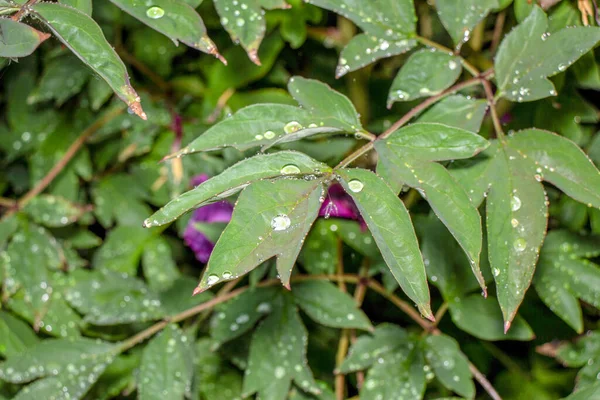 Πράσινα Φύλλα Θάμνου Στον Κήπο Μετά Βροχή — Φωτογραφία Αρχείου