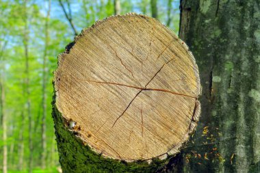 Baharda bahçede güzel yeşil bitkiler