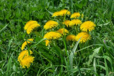 Güzel yaz çiçekleri doğada çiçek açar