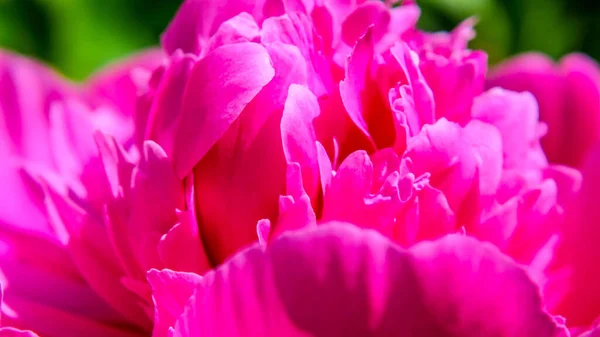Красива Квітка Півонії Саду — стокове фото