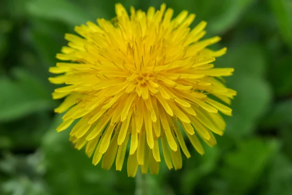 Żółty Kolor Kwiat Mniszka Lekarskiego Ogrodzie — Zdjęcie stockowe