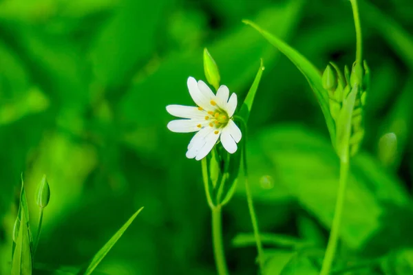 Gyönyörű Zöld Növények Tavasszal Kertben — Stock Fotó
