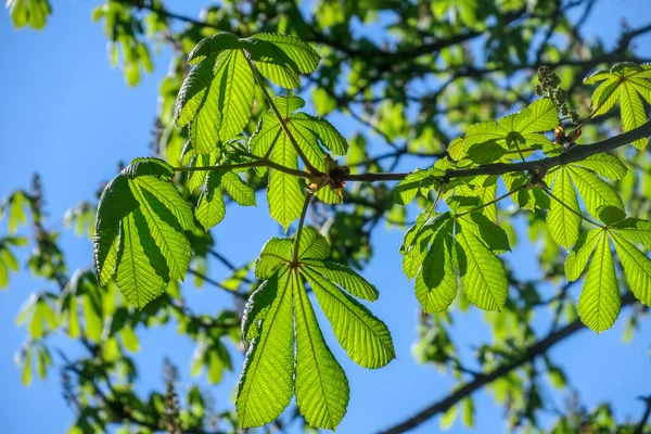 木の上に緑の栗の葉 — ストック写真