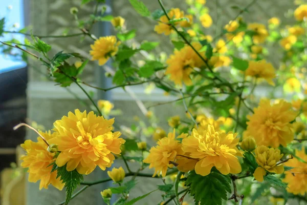 Bush Sárga Virágok Egy Szürke Fal Háttér — Stock Fotó