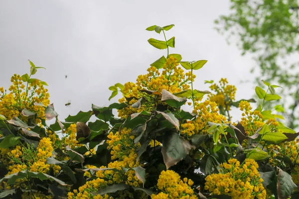 Cespuglio Fiori Gialli Giardino — Foto Stock