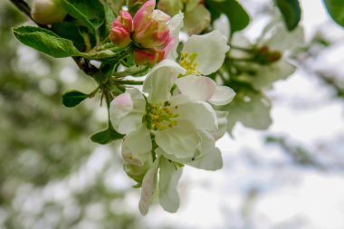 Bahçede yeşil bir arka planda beyaz elma çiçeği