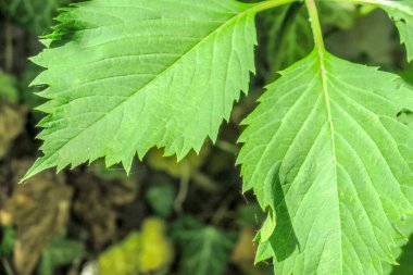 Ormanda yeşil sarmaşık yaprakları