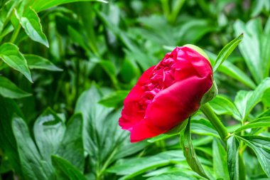 Bahçedeki kırmızı şakayık çiçekleri
