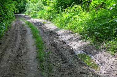 Yağmur ve bataklıktan sonra ormanda su birikintisi