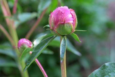 Yağmurdan sonra bahçede parlak kırmızı şakayık çiçekleri