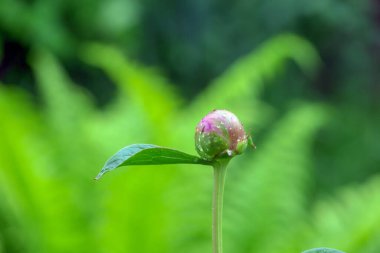 Baharda bahçede güzel yeşil bitkiler