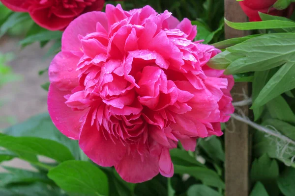 Jasne Czerwone Kwiaty Piwonii Ogrodzie Deszczu — Zdjęcie stockowe
