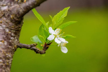 Bahçede büyüyen güzel beyaz çiçek