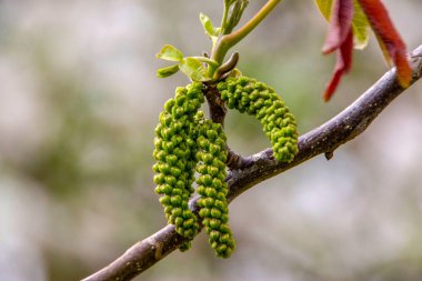 Bahçede yeşil ceviz ağacı