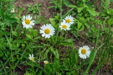 Bahçedeki güzel beyaz papatyalar