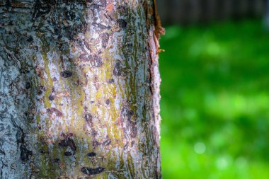 Baharda bahçede güzel yeşil bitkiler