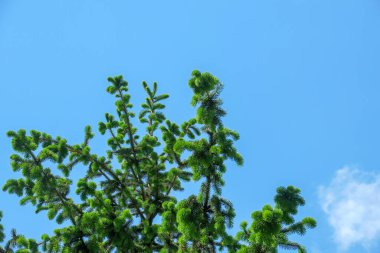 Parktaki bir Noel ağacının yeşil dalları