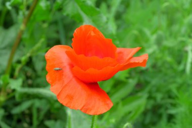 Yeşil arka planda güzel yabani gelincik çiçeği
