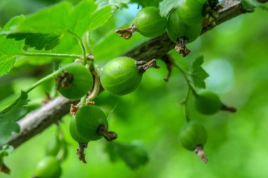 Bahçede yeşil bektaşi üzümü